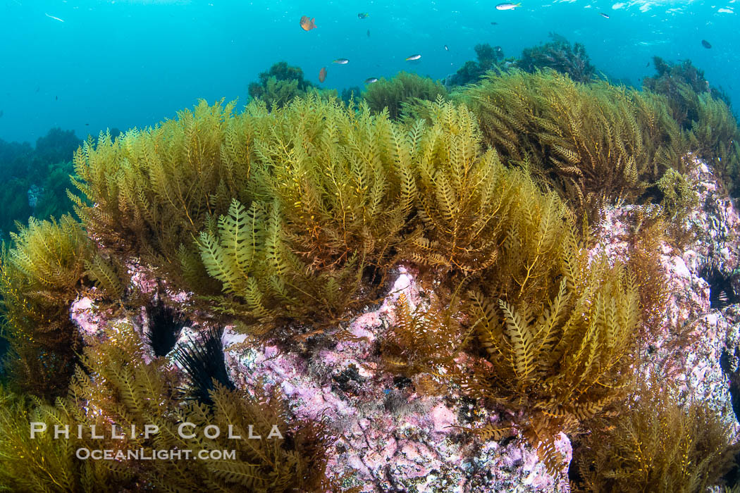 Invasive Sargassum and various algae, San Clemente Island. California, USA, natural history stock photograph, photo id 38514
