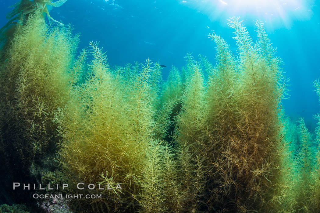 Invasive Sargassum, Catalina. Catalina Island, California, USA, natural history stock photograph, photo id 34222