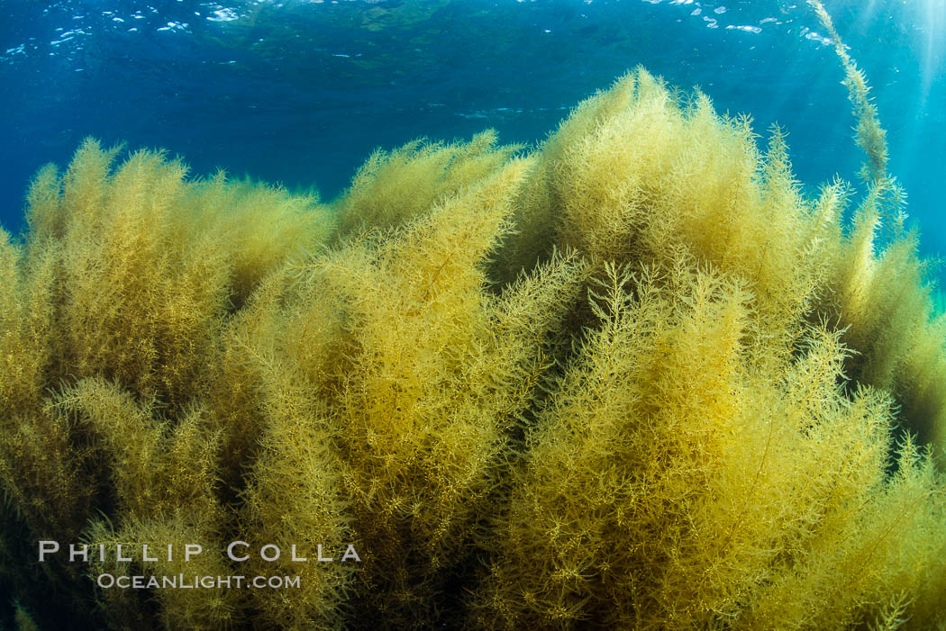 Invasive Sargassum, Catalina. Catalina Island, California, USA, natural history stock photograph, photo id 34226