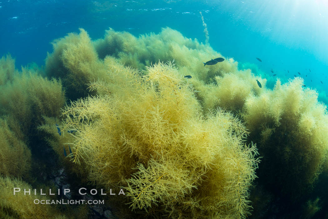 Invasive Sargassum, Catalina. Catalina Island, California, USA, natural history stock photograph, photo id 34224