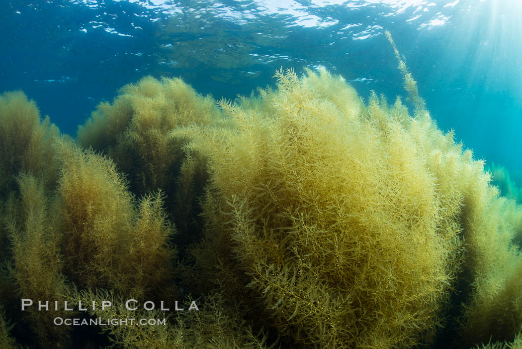 Invasive Sargassum, Catalina. Catalina Island, California, USA, natural history stock photograph, photo id 34225