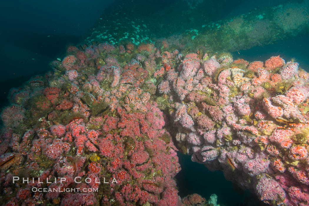 Oil Rig Ellen underwater structure covered in invertebrate life. Long Beach, California, USA, natural history stock photograph, photo id 31098