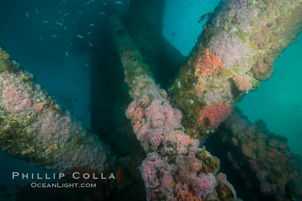 Oil Rig Ellen underwater structure covered in invertebrate life. Long Beach, California, USA, natural history stock photograph, photo id 31104