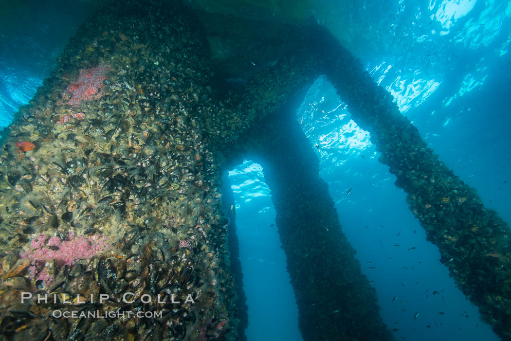 Oil Rig Ellen underwater structure covered in invertebrate life. Long Beach, California, USA, natural history stock photograph, photo id 31116