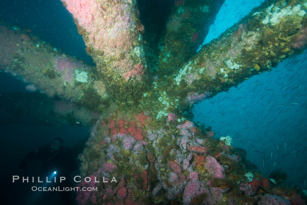 Oil Rig Ellen underwater structure covered in invertebrate life. Long Beach, California, USA, natural history stock photograph, photo id 31099