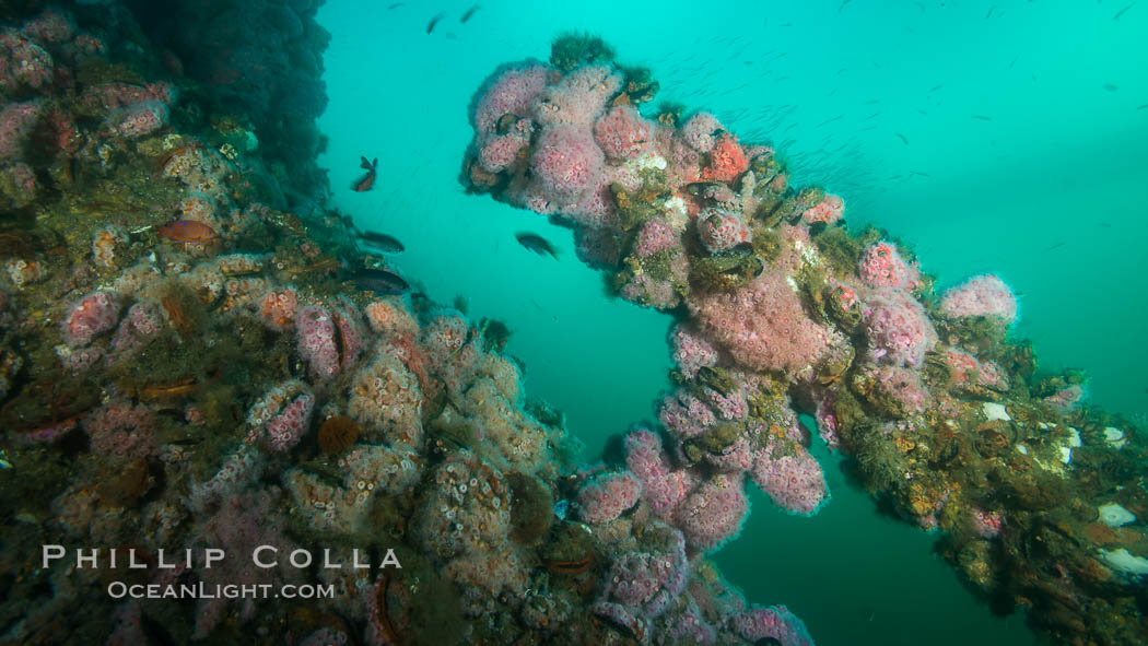 Oil Rig Ellen underwater structure covered in invertebrate life. Long Beach, California, USA, natural history stock photograph, photo id 31103