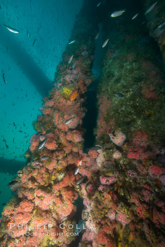 Oil Rig Ellen underwater structure covered in invertebrate life. Long Beach, California, USA, natural history stock photograph, photo id 31107
