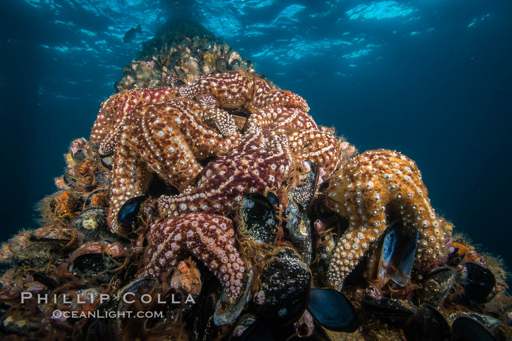 Oil Rig Ellen underwater structure covered in invertebrate life. Long Beach, California, USA, natural history stock photograph, photo id 31119