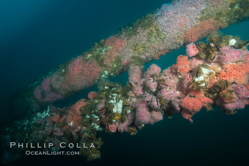 Oil Rig Ellen underwater structure covered in invertebrate life. Long Beach, California, USA, natural history stock photograph, photo id 31097