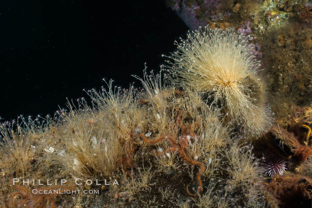 Oil Rig Elly underwater structure covered in invertebrate life. Long Beach, California, USA, natural history stock photograph, photo id 31122