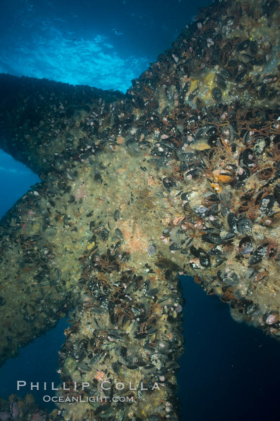 Oil Rig Elly underwater structure covered in invertebrate life. Long Beach, California, USA, natural history stock photograph, photo id 31138
