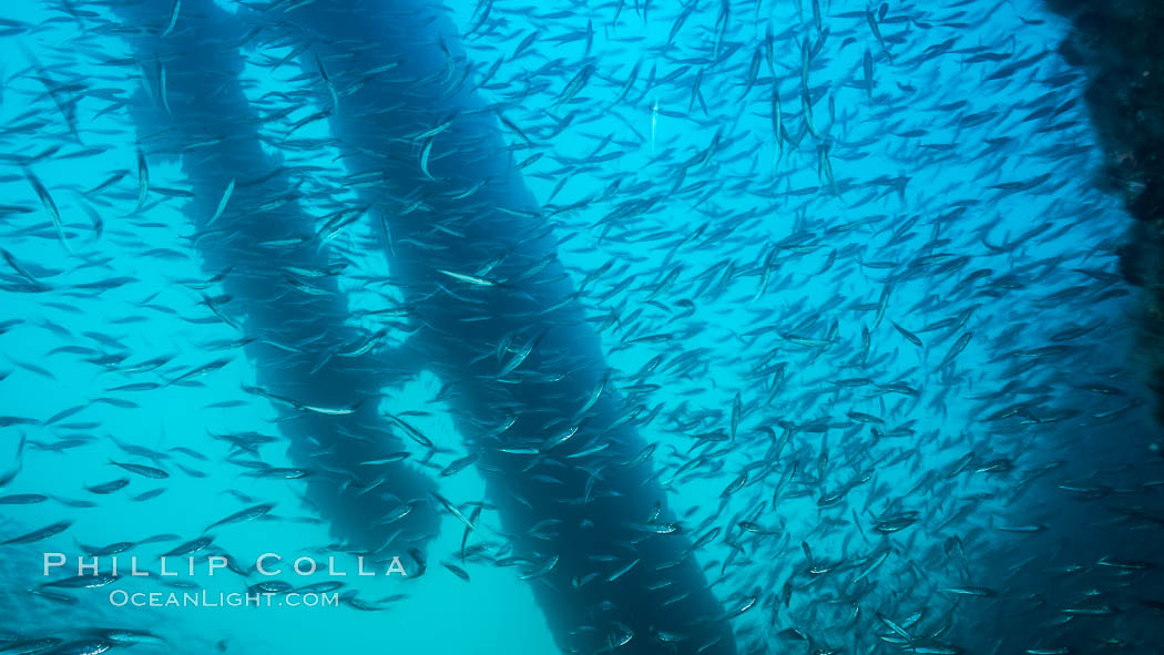 Oil Rig Elly underwater structure covered in invertebrate life. Long Beach, California, USA, natural history stock photograph, photo id 31123