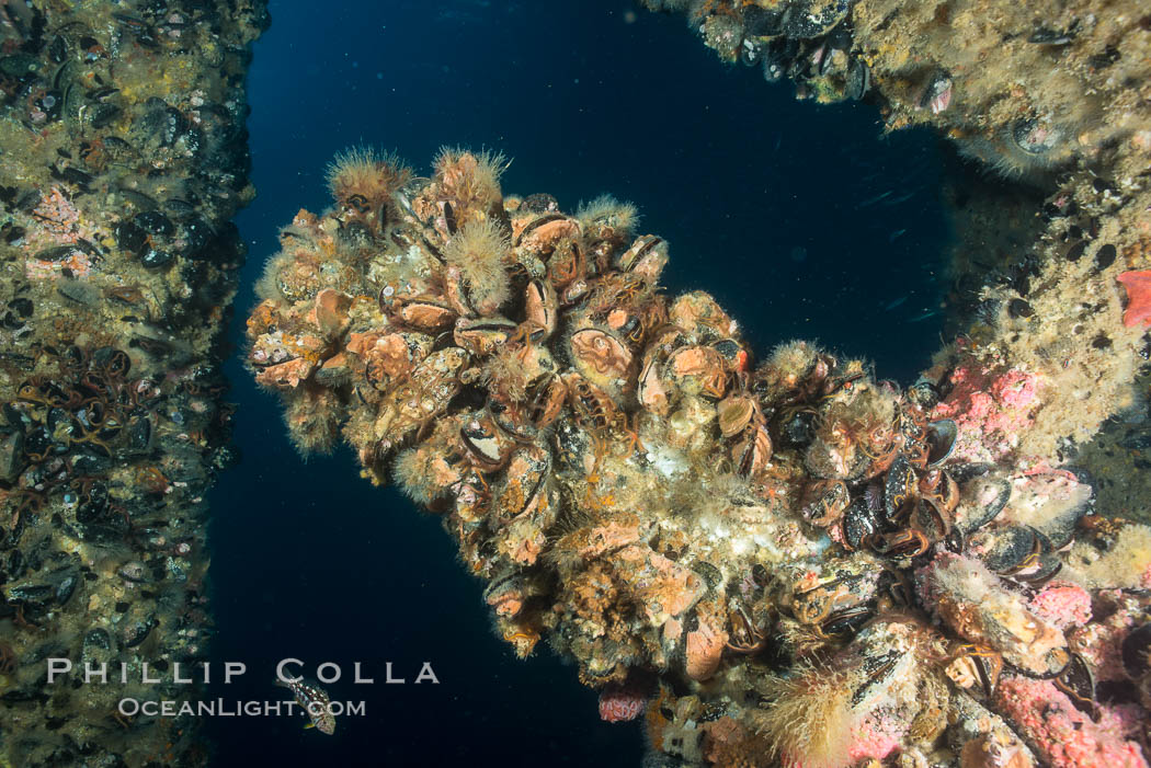 Oil Rig Elly underwater structure covered in invertebrate life. Long Beach, California, USA, natural history stock photograph, photo id 31137