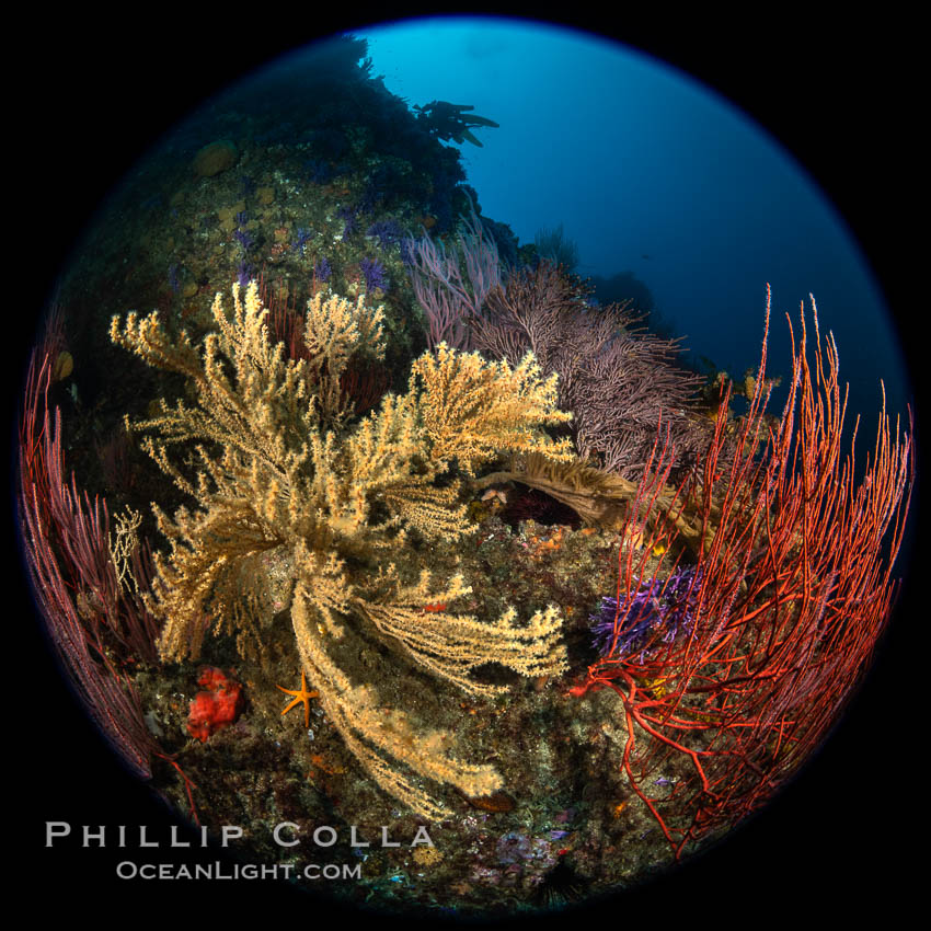 Gorgonian (yellow) that has been parasitized by zoanthid anemone (Savalia lucifica), and red gorgonian (Lophogorgia chilensis), Farnsworth Banks, Catalina Island. California, USA, Parazoanthus lucificum, Savalia lucifica, Leptogorgia chilensis, Lophogorgia chilensis, natural history stock photograph, photo id 37185