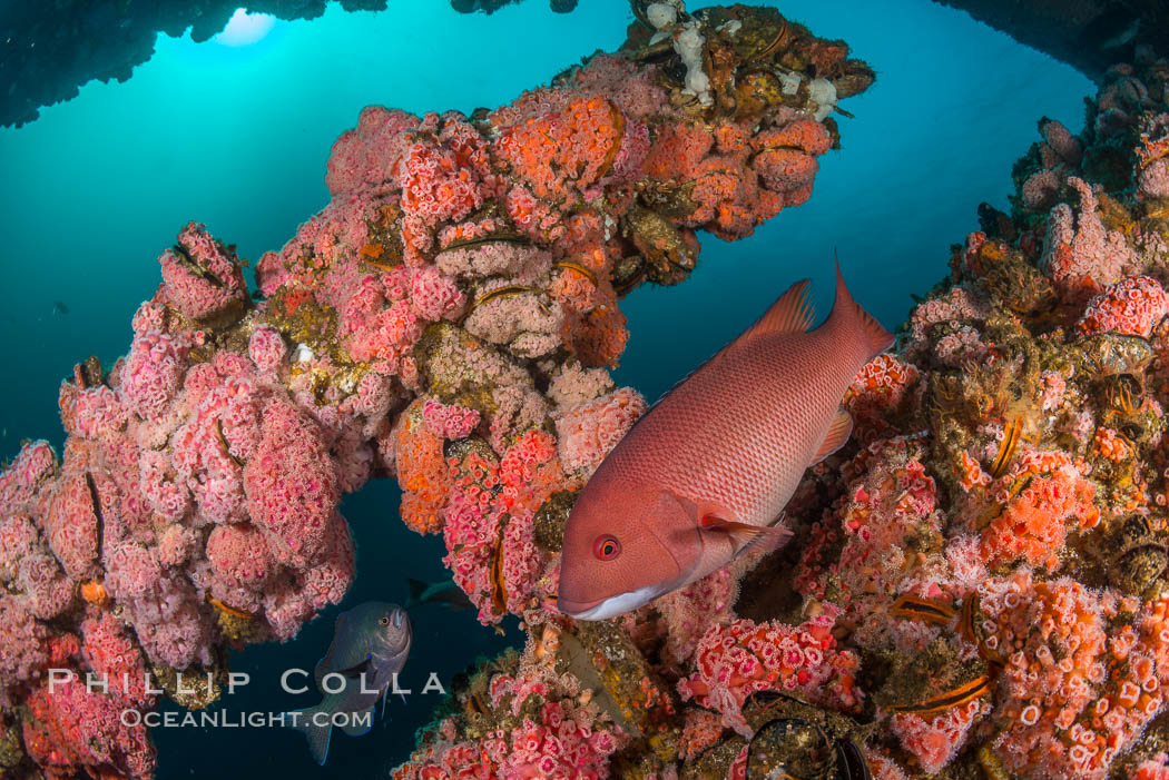 Invertebrate life covers the undersea pilings of a oil platform. Long Beach, California, USA, natural history stock photograph, photo id 34246