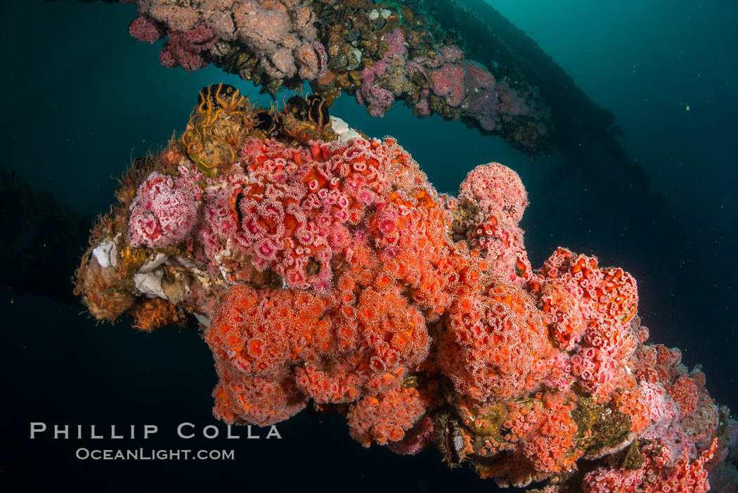 Invertebrate life covers the undersea pilings of a oil platform. Long Beach, California, USA, natural history stock photograph, photo id 34250