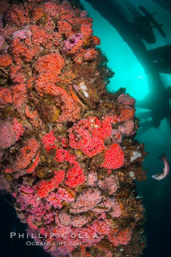 Invertebrate life covers the undersea pilings of a oil platform. Long Beach, California, USA, natural history stock photograph, photo id 34254