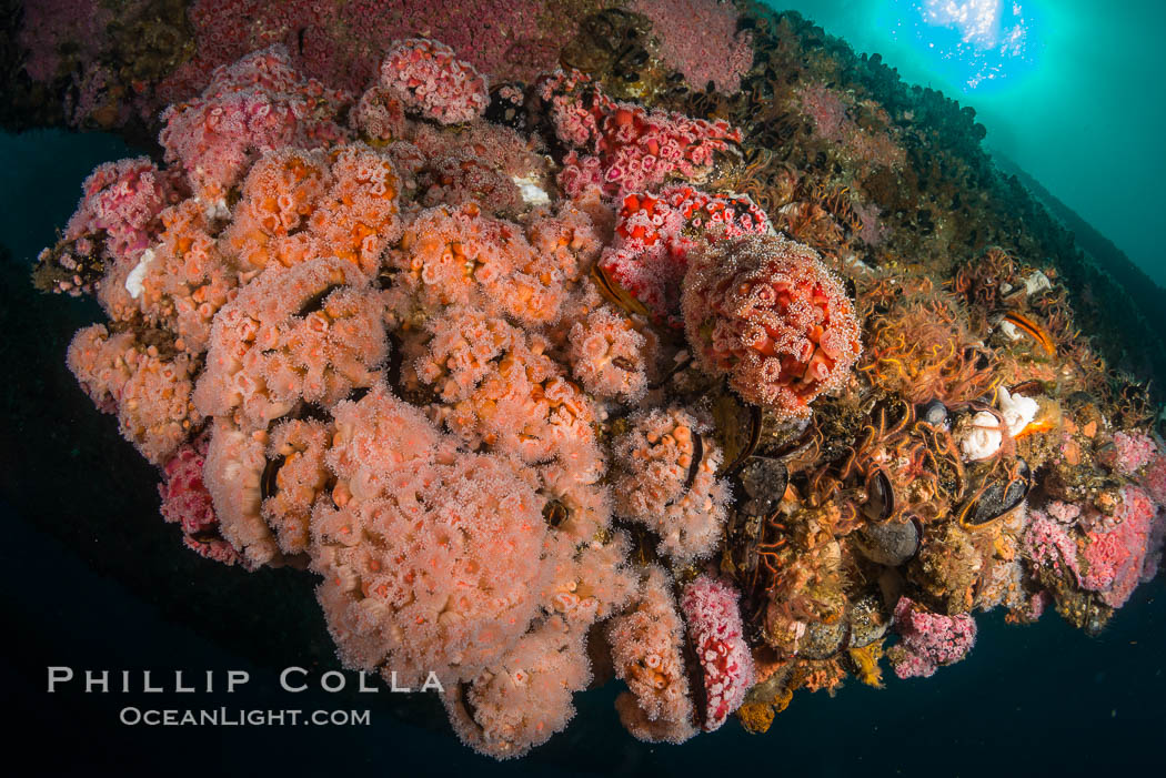 Invertebrate life covers the undersea pilings of a oil platform. Long Beach, California, USA, Corynactis californica, natural history stock photograph, photo id 34244