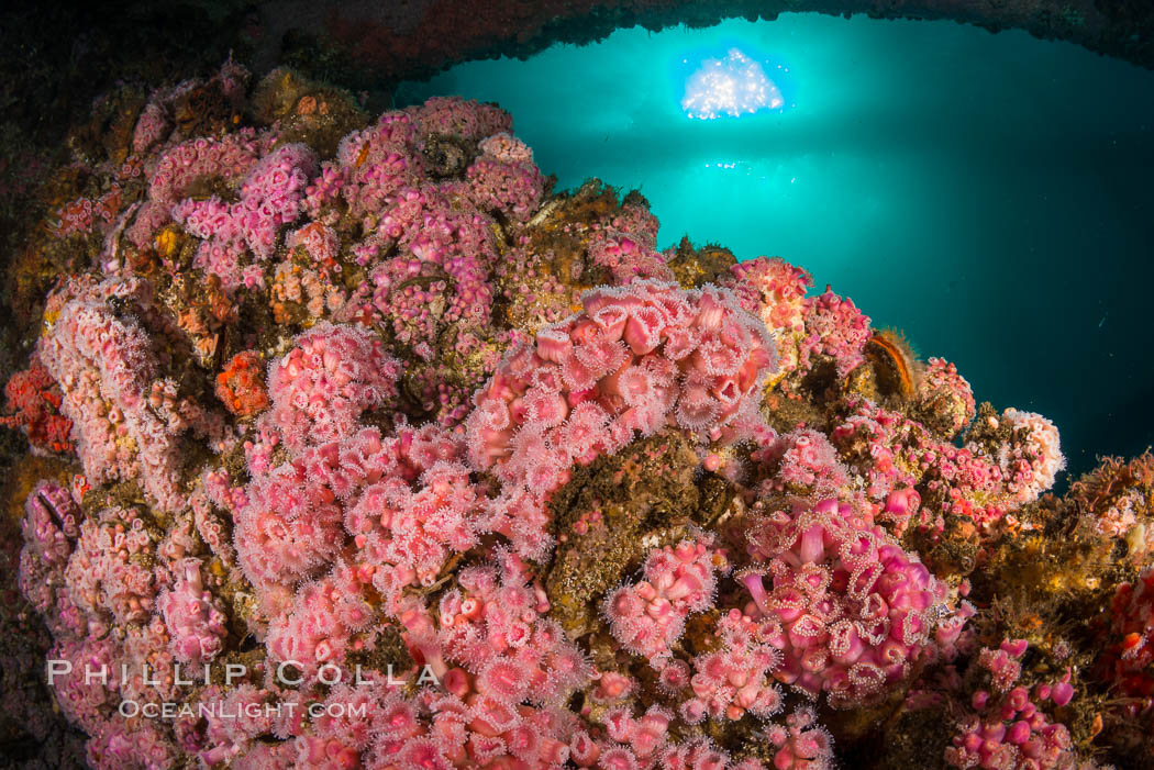 Invertebrate life covers the undersea pilings of a oil platform. Long Beach, California, USA, natural history stock photograph, photo id 34252