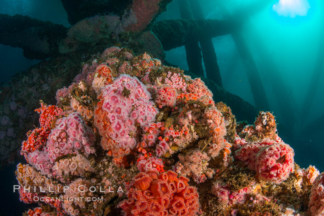 Invertebrate life covers the undersea pilings of a oil platform. Long Beach, California, USA, natural history stock photograph, photo id 34247