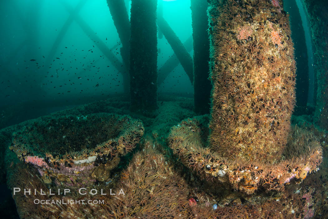 Invertebrate life covers the undersea pilings of a oil platform. Long Beach, California, USA, natural history stock photograph, photo id 34251
