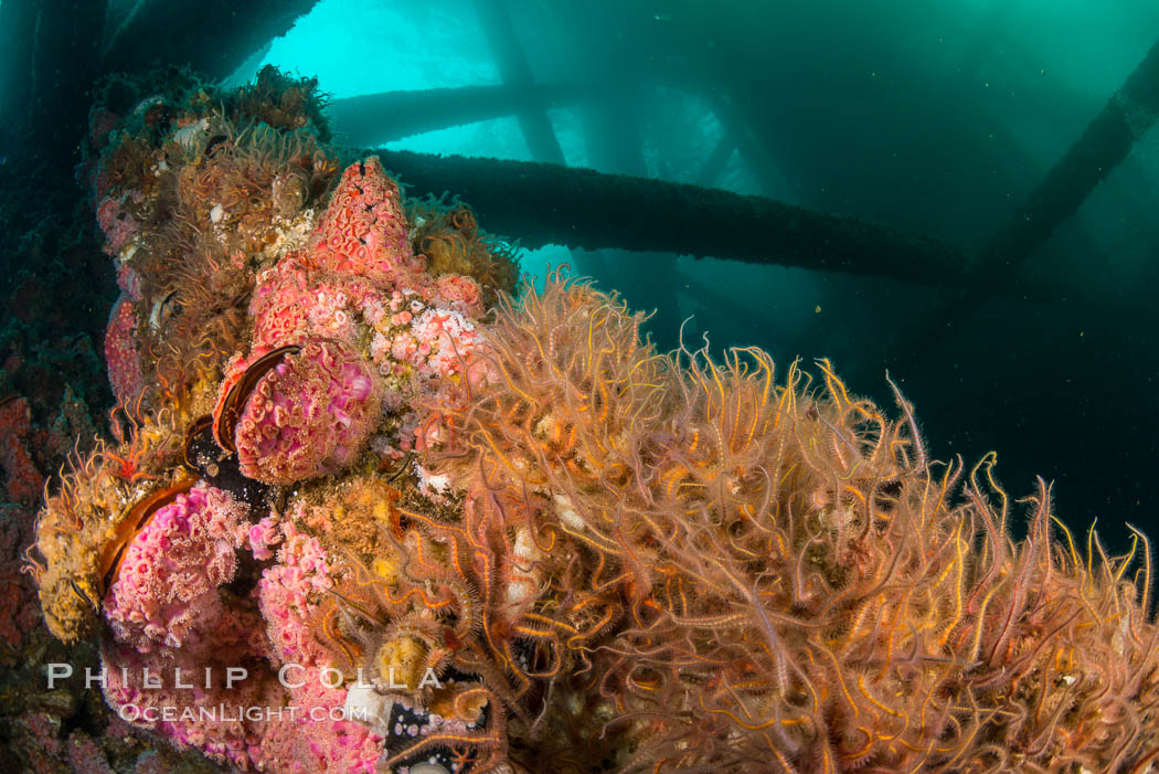 Invertebrate life covers the undersea pilings of a oil platform. Long Beach, California, USA, natural history stock photograph, photo id 34245