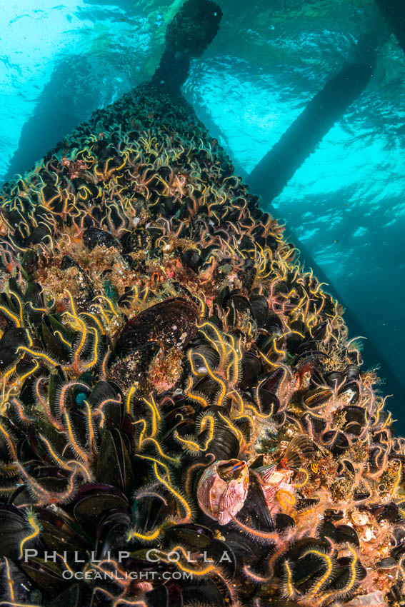 Invertebrate life covers the undersea pilings of a oil platform. Long Beach, California, USA, natural history stock photograph, photo id 34249