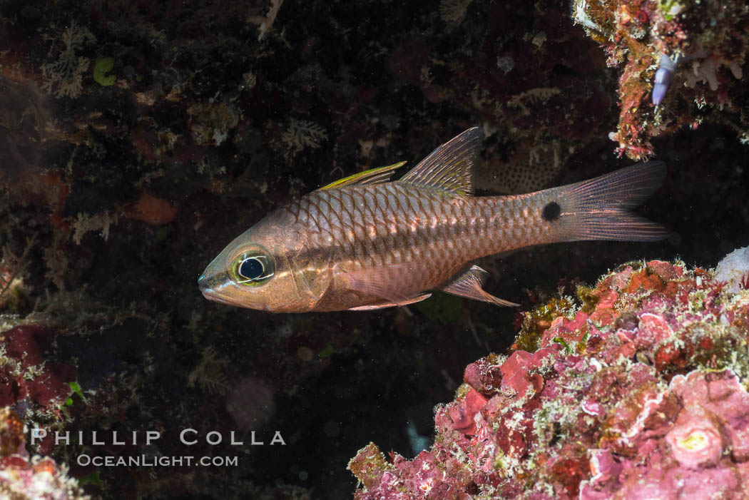 Iridescent Cardinalfish, Pristiapogon kallopterus, Fiji. Makogai Island, Lomaiviti Archipelago, natural history stock photograph, photo id 31772