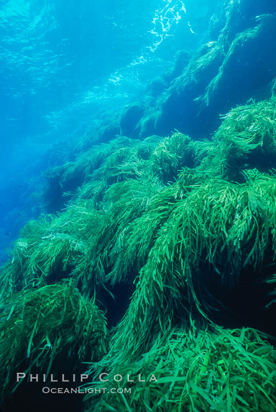 Kelp covered wall of Isla Afuera. Guadalupe Island (Isla Guadalupe), Baja California, Mexico, Eisenia arborea, natural history stock photograph, photo id 03725