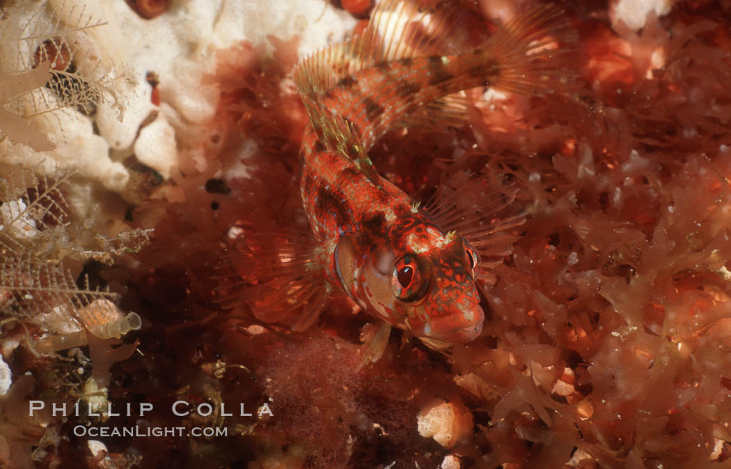 Island kelpfish. San Clemente Island, California, USA, Alloclinus holderi, natural history stock photograph, photo id 07064
