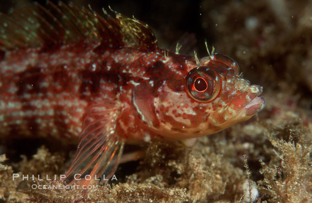 Island kelpfish., Alloclinus holderi, natural history stock photograph, photo id 07063