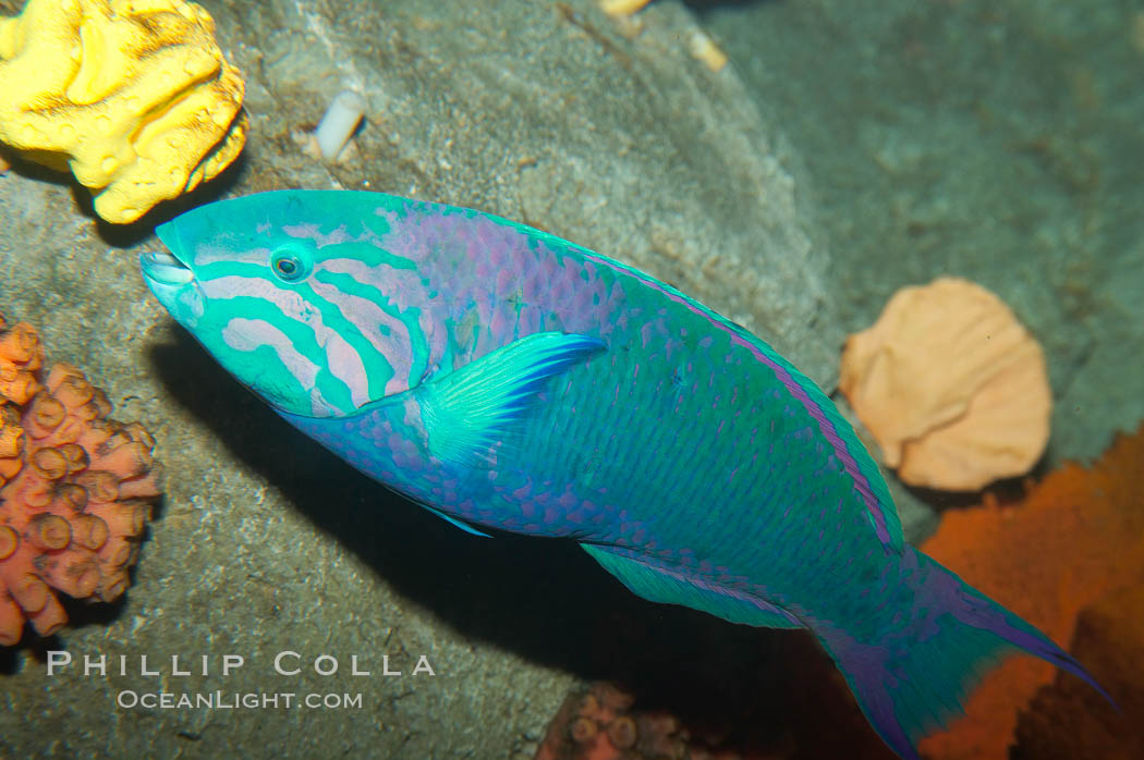 Island wrasse., Thalassoma grammaticum, natural history stock photograph, photo id 12945