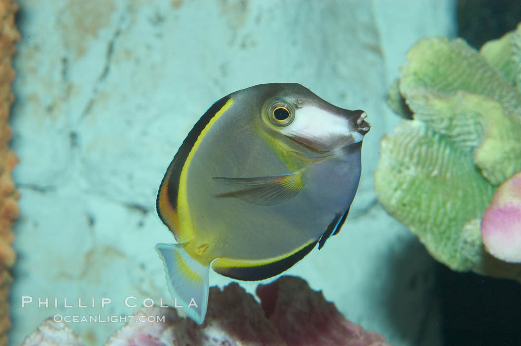 Japan surgeonfish., Acanthurus japonicus, natural history stock photograph, photo id 07930