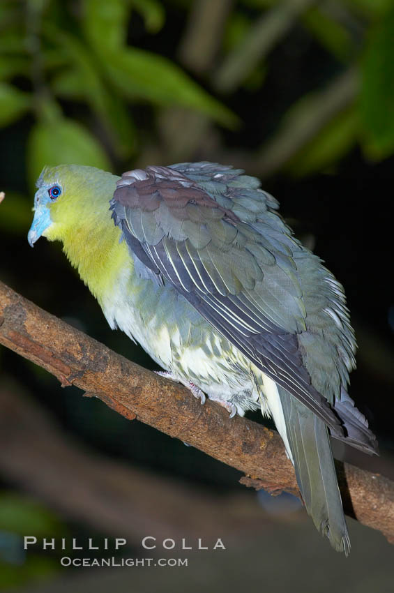 Japanese white-bellied green pidgeon.  Native to Japan, Taiwan and Eastern China., Treron sieboldii sieboldii, natural history stock photograph, photo id 12748