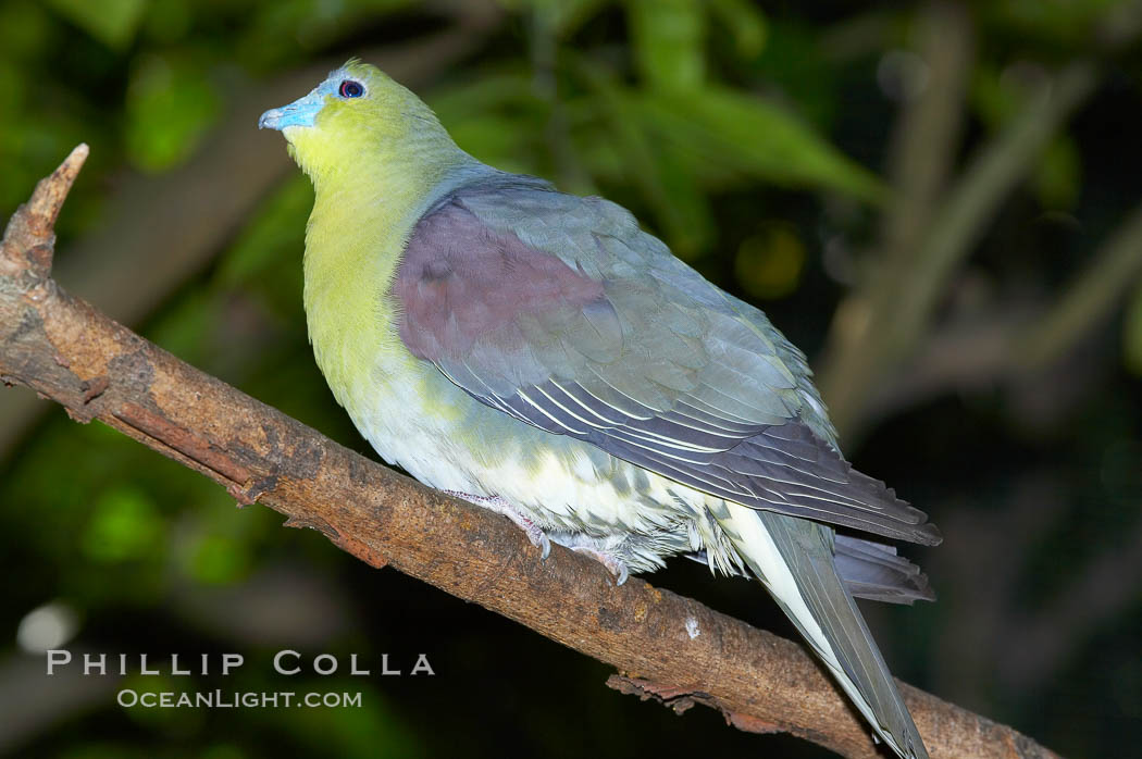 Japanese white-bellied green pidgeon.  Native to Japan, Taiwan and Eastern China., Treron sieboldii sieboldii, natural history stock photograph, photo id 12747