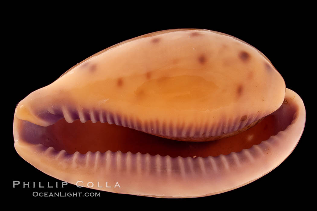 Javan Walker's Cowrie., Cypraea walkeri surabajensis, natural history stock photograph, photo id 08366