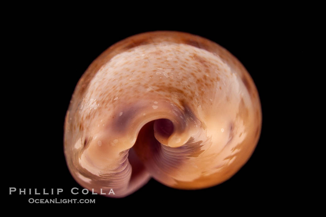 Javan Walker's Cowrie., Cypraea walkeri surabajensis, natural history stock photograph, photo id 08368