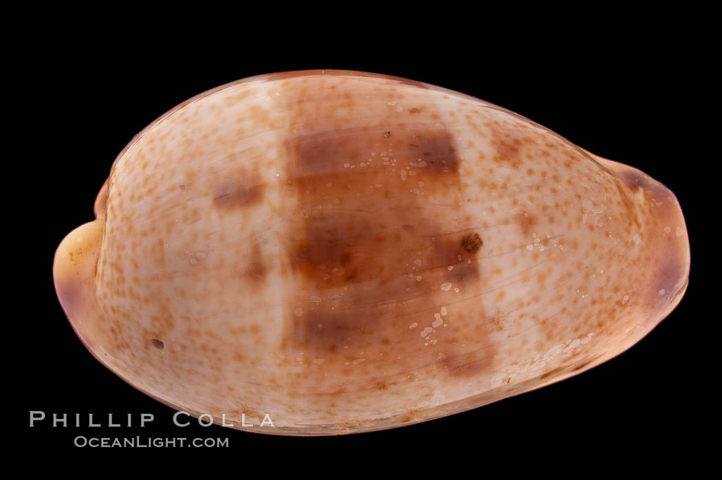 Javan Walker's Cowrie., Cypraea walkeri surabajensis, natural history stock photograph, photo id 08365