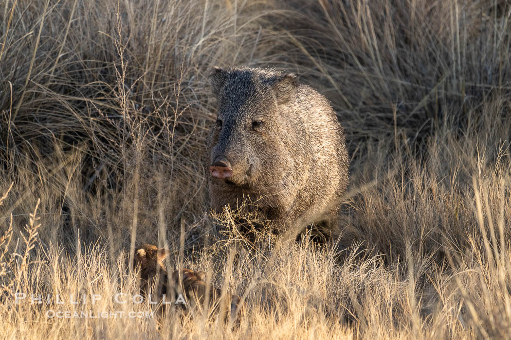 Javelina or collared peccary, Dicotyles tajacu, Bosque del Apache NWR. Bosque del Apache National Wildlife Refuge, Socorro, New Mexico, USA, natural history stock photograph, photo id 39942