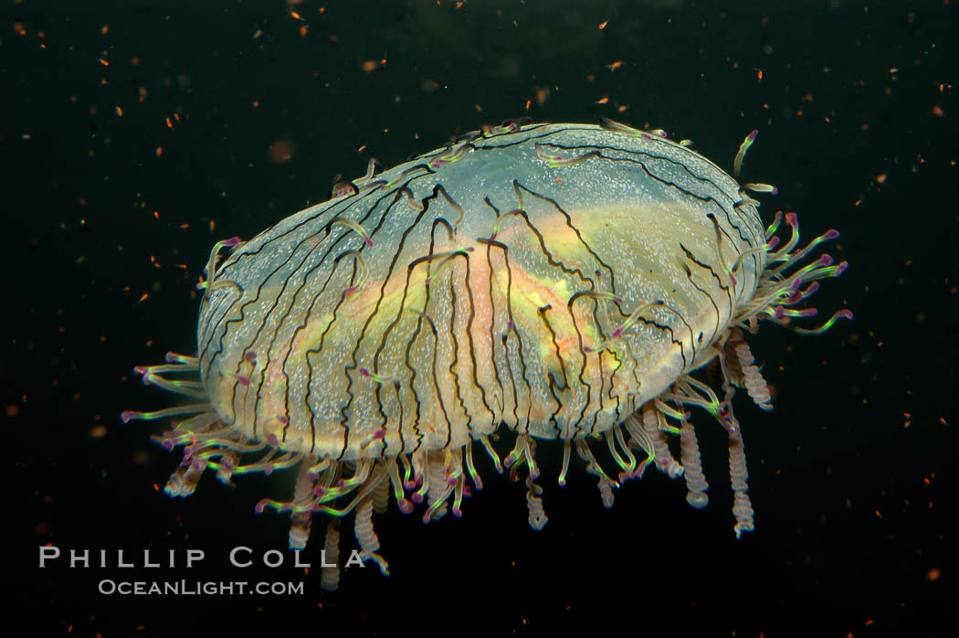 Unidentified jellyfish., natural history stock photograph, photo id 08924
