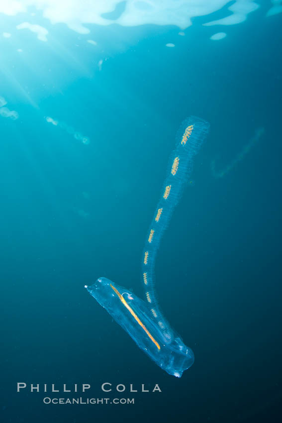 Pelagic tunicate reproduction, large single salp produces a chain of smaller salps as it reproduces while adrift on the open ocean. San Diego, California, USA, Cyclosalpa affinis, natural history stock photograph, photo id 26842