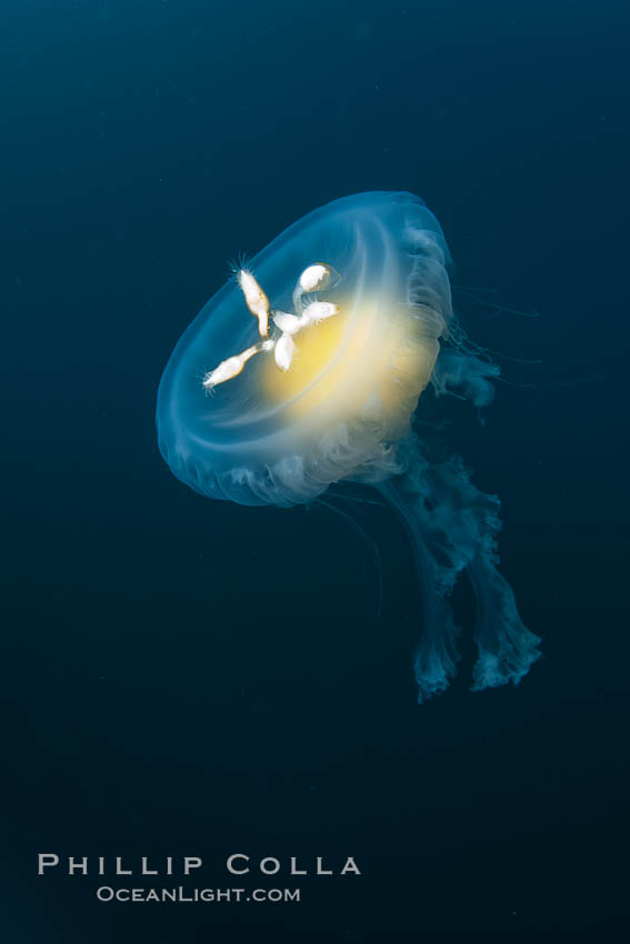 Fried-egg jellyfish, drifting through the open ocean. San Diego, California, USA, Phacellophora camtschatica, natural history stock photograph, photo id 26847
