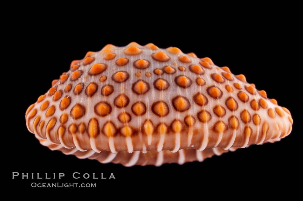 Jenner's cowrie., Jenneria pustulata, natural history stock photograph, photo id 08583