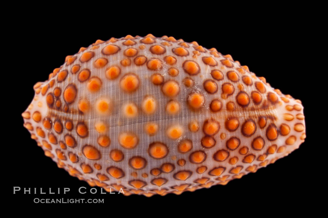 Jenner's cowrie., Jenneria pustulata, natural history stock photograph, photo id 08581