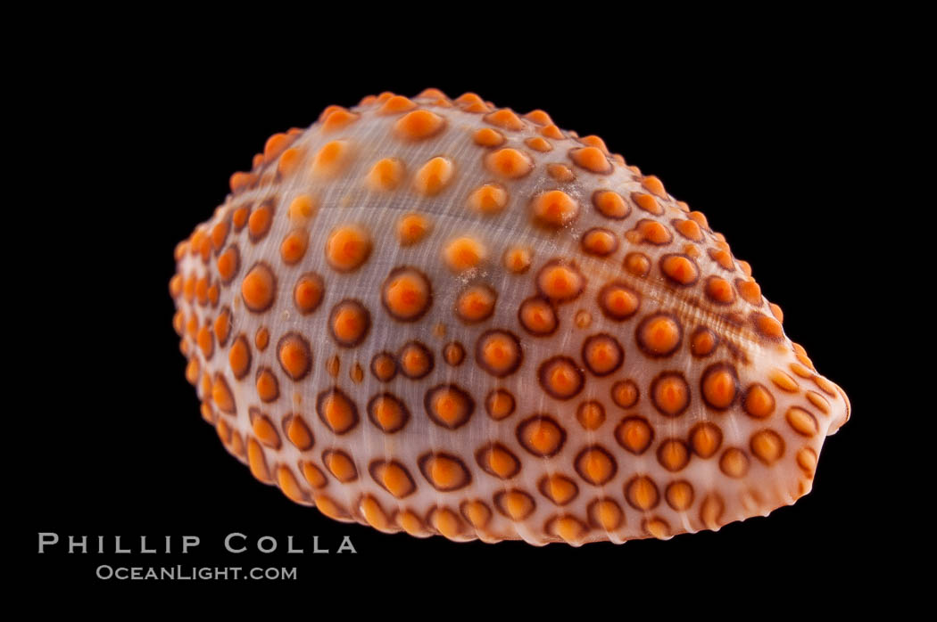 Jenner's cowrie., Jenneria pustulata, natural history stock photograph, photo id 08585