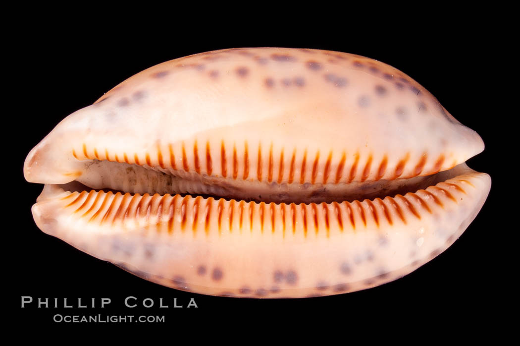 Jester Cowrie., Cypraea scurra, natural history stock photograph, photo id 08010