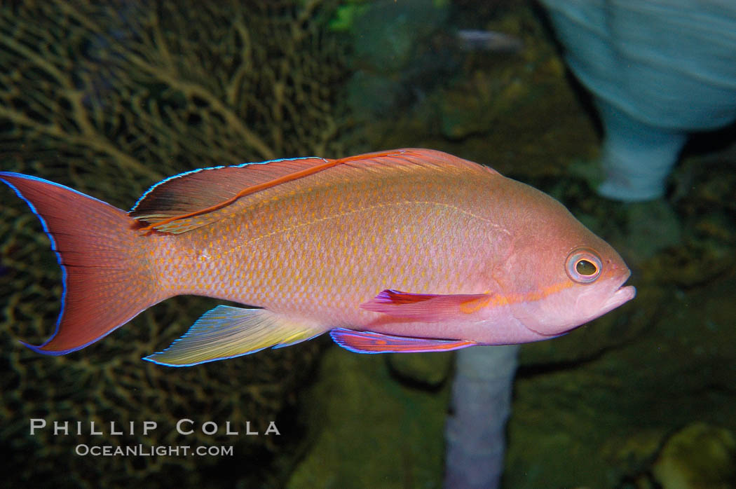 Sea goldie., Pseudanthias squamipinnis, natural history stock photograph, photo id 08890