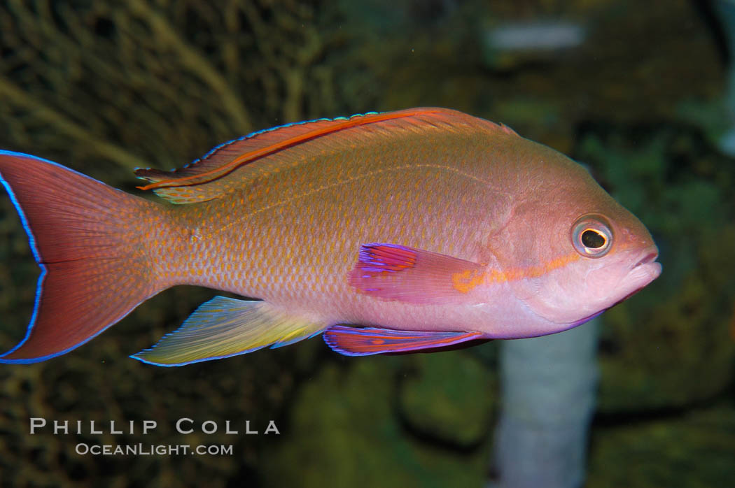 Sea goldie., Pseudanthias squamipinnis, natural history stock photograph, photo id 08894