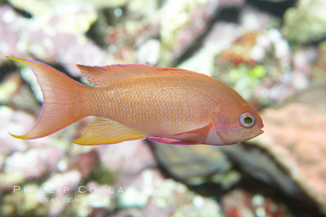 Lyretail fairy basslet, female., Pseudanthias squamipinnis, natural history stock photograph, photo id 11798