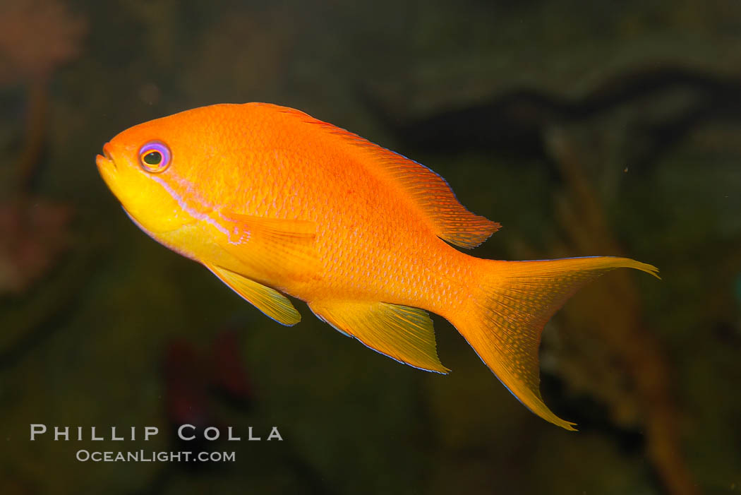 Lyretail fairy basslet, female., Pseudanthias squamipinnis, natural history stock photograph, photo id 12870